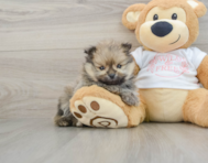 7 week old Pomeranian Puppy For Sale - Premier Pups