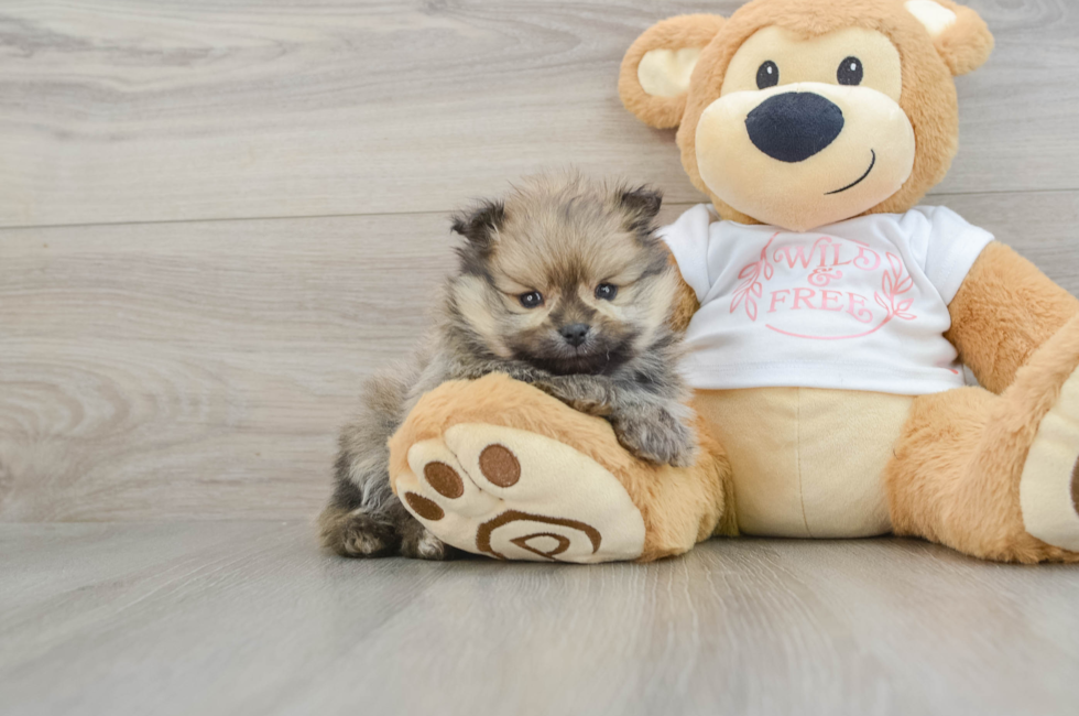 5 week old Pomeranian Puppy For Sale - Premier Pups