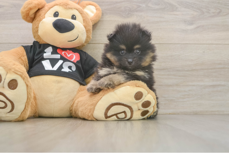 Little Pomeranian Baby