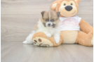 Popular Pomeranian Baby