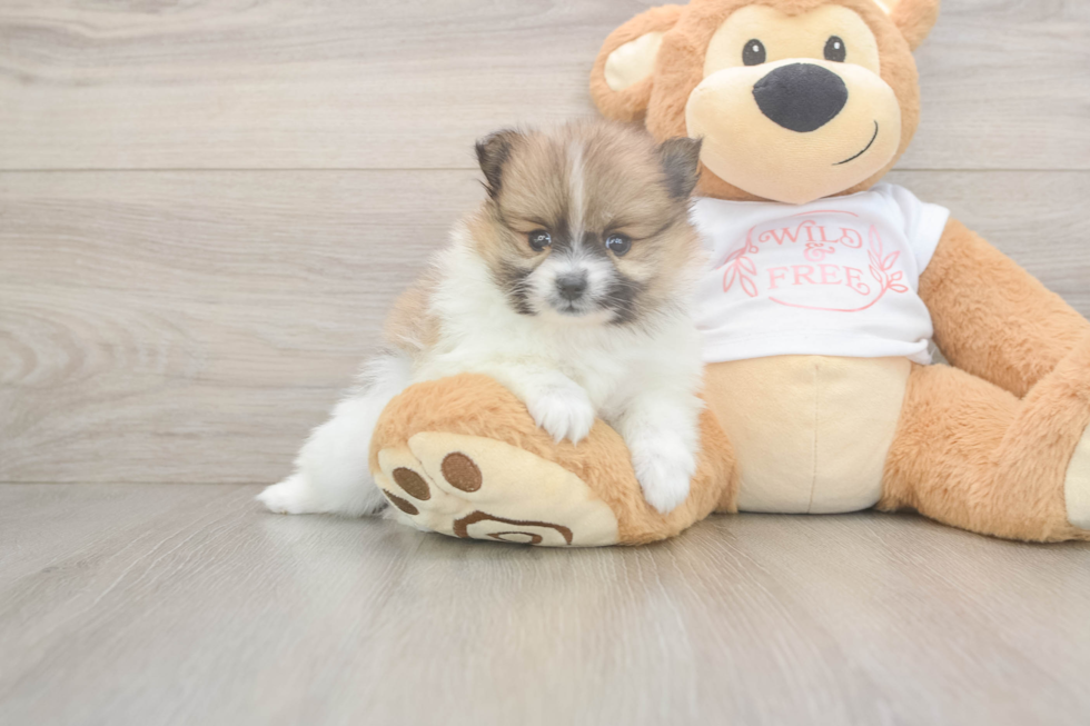 Popular Pomeranian Baby