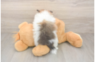 Friendly Pomeranian Purebred Pup