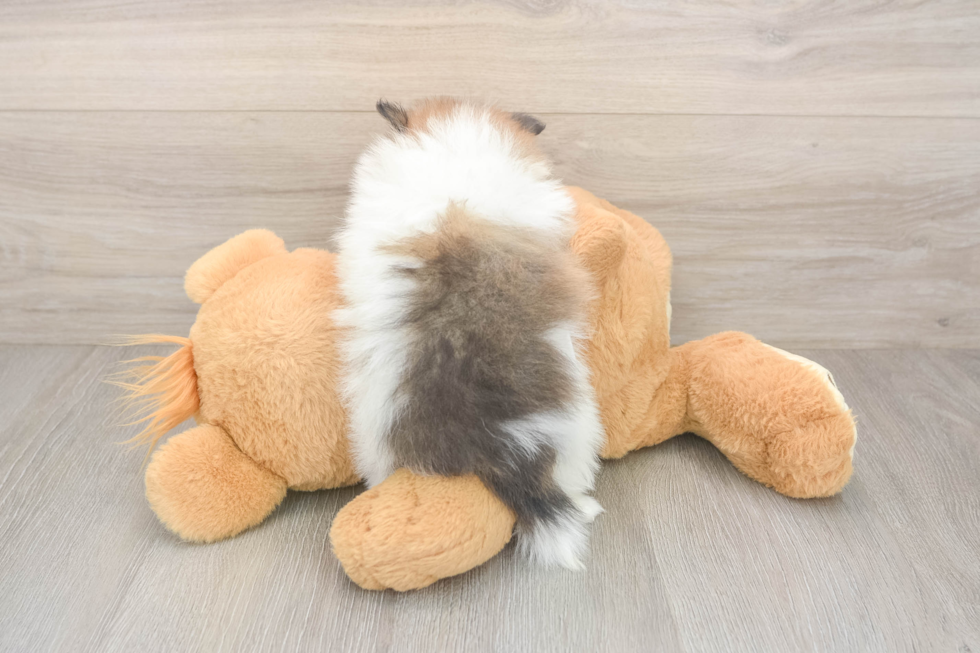 Friendly Pomeranian Purebred Pup