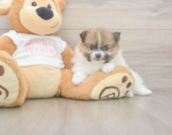 8 week old Pomeranian Puppy For Sale - Premier Pups