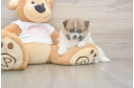 Friendly Pomeranian Purebred Pup