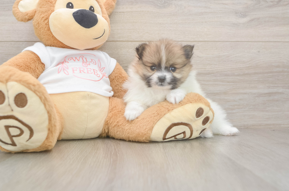 5 week old Pomeranian Puppy For Sale - Premier Pups