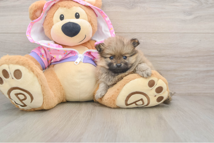 Pomeranian Pup Being Cute