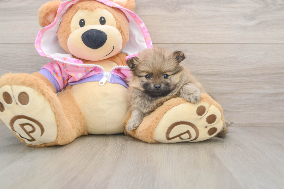 Pomeranian Pup Being Cute