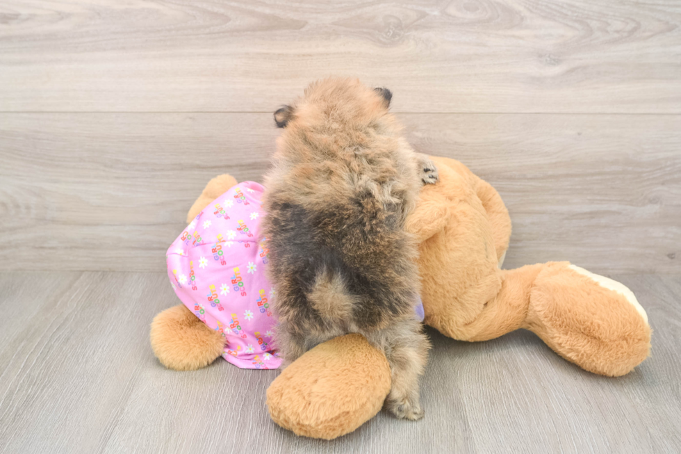 Hypoallergenic Pomeranian Baby