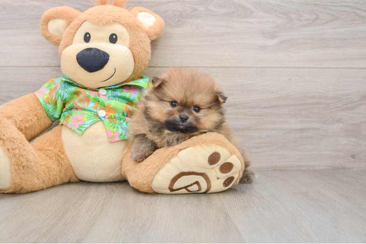 Akc Registered Pomeranian Purebred Pup