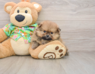 5 week old Pomeranian Puppy For Sale - Premier Pups
