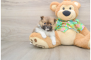 Popular Pomeranian Purebred Pup