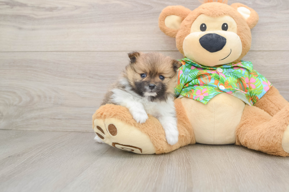 Popular Pomeranian Purebred Pup