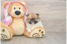 Funny Pomeranian Purebred Pup