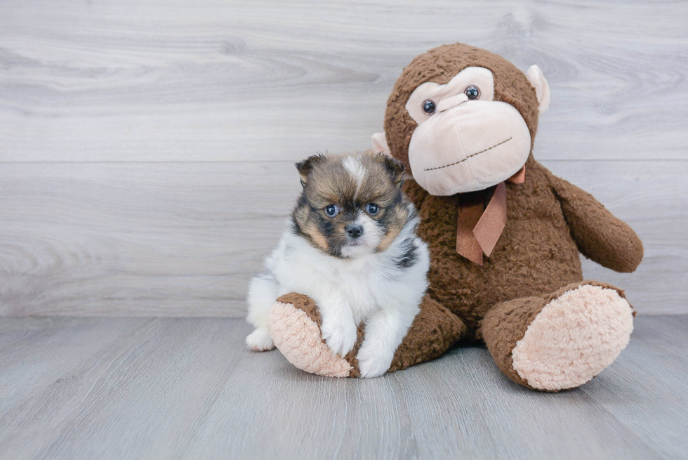 Fluffy Pomeranian Purebred Puppy