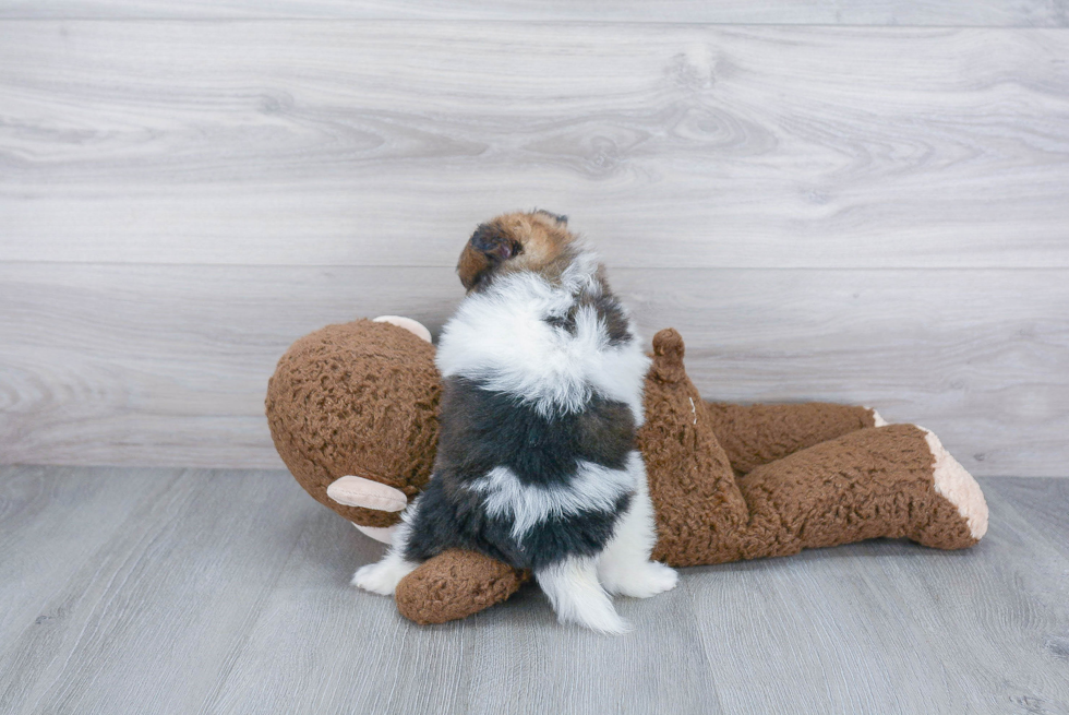 Happy Pomeranian Purebred Puppy