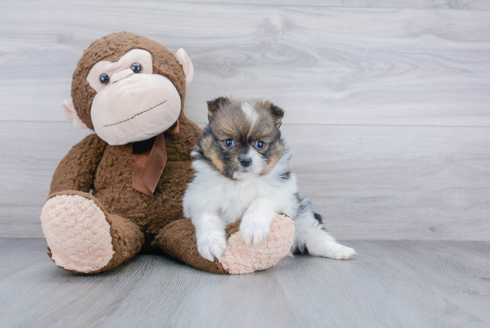 Happy Pomeranian Purebred Puppy