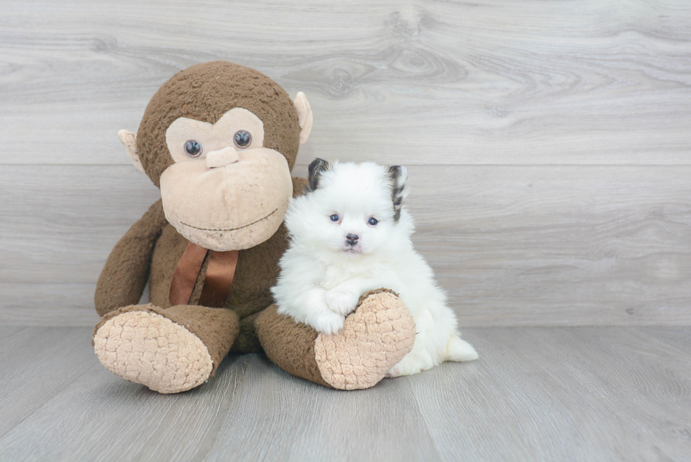 Fluffy Pomeranian Purebred Puppy