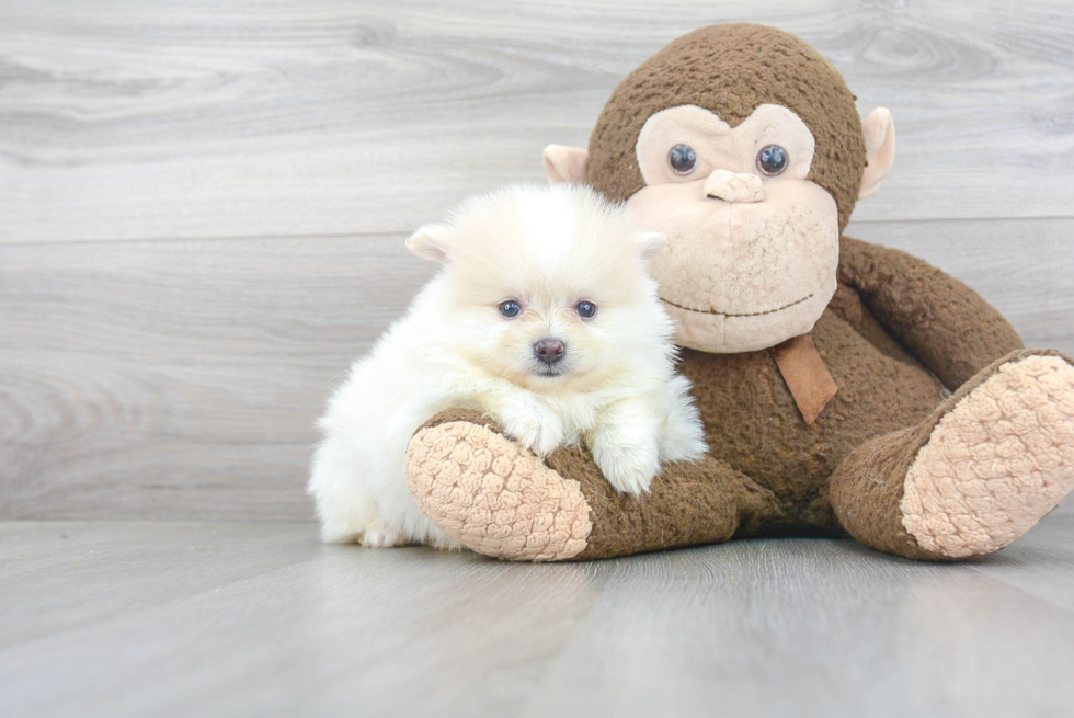 Happy Pomeranian Purebred Puppy