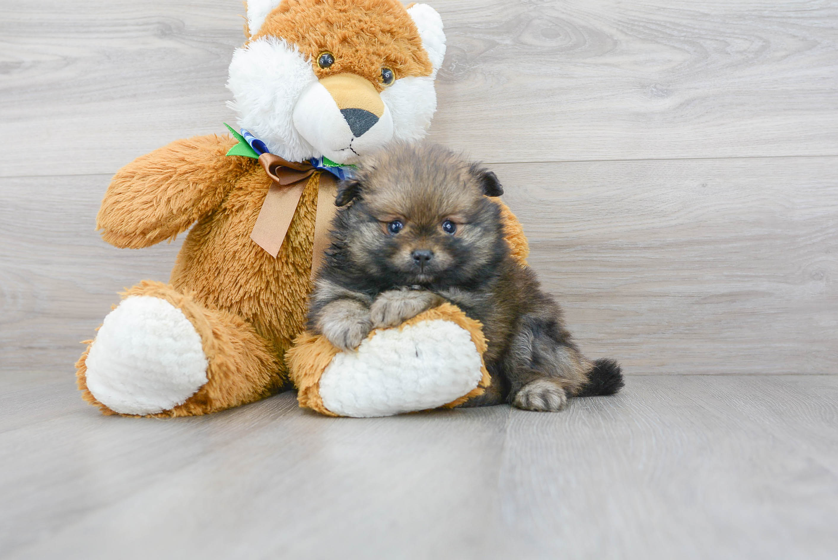 Smart Pomeranian Purebred Puppy