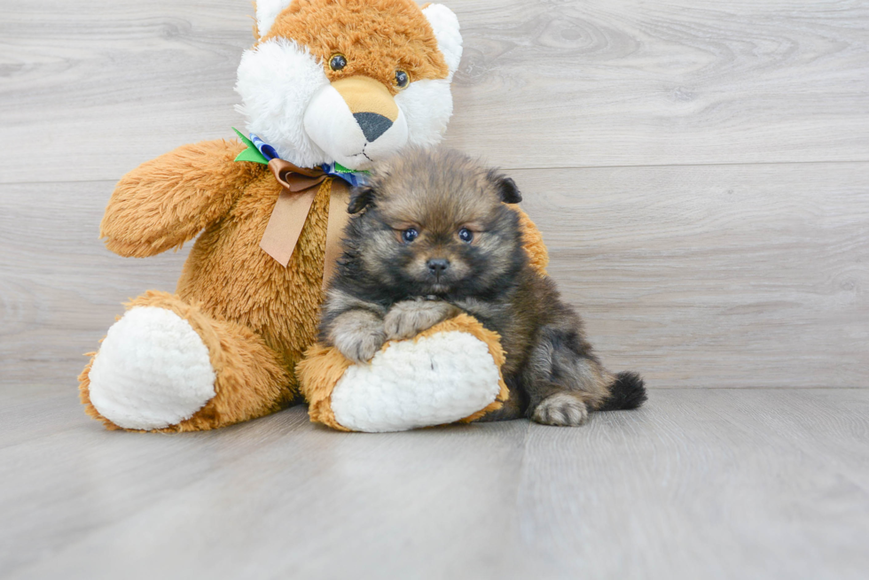 Smart Pomeranian Purebred Puppy