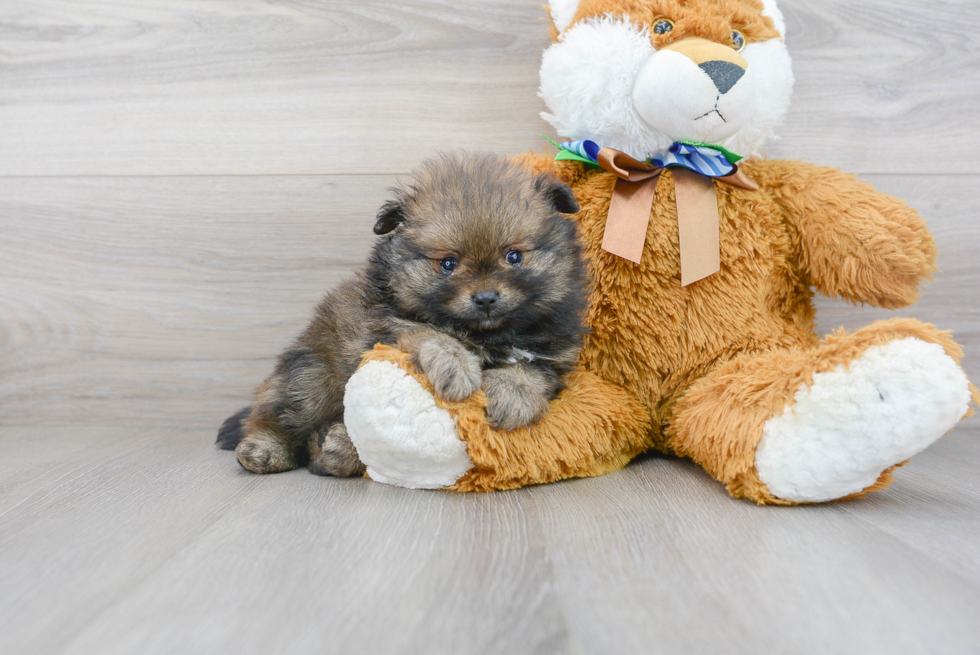 Playful Pomeranian Purebred Pup