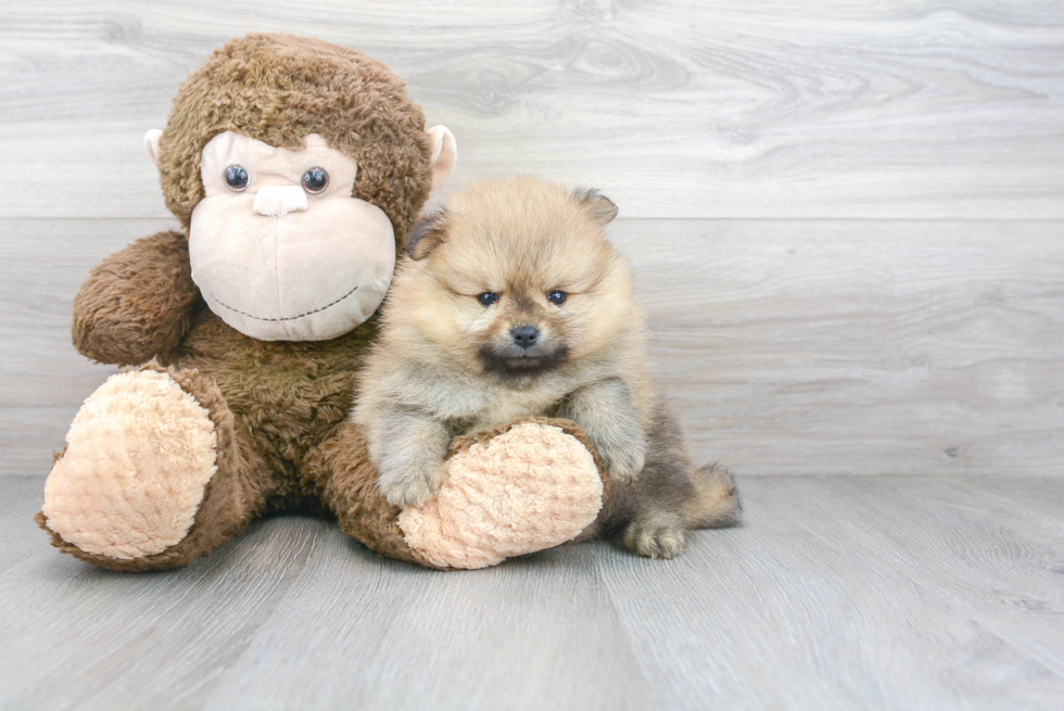 Cute Pomeranian Purebred Puppy