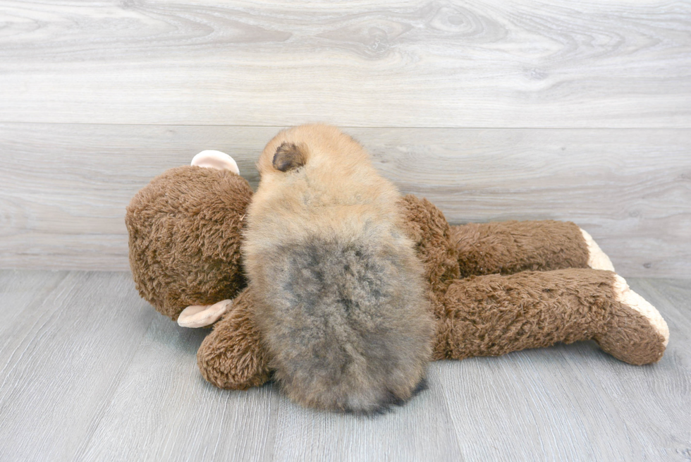 Pomeranian Puppy for Adoption