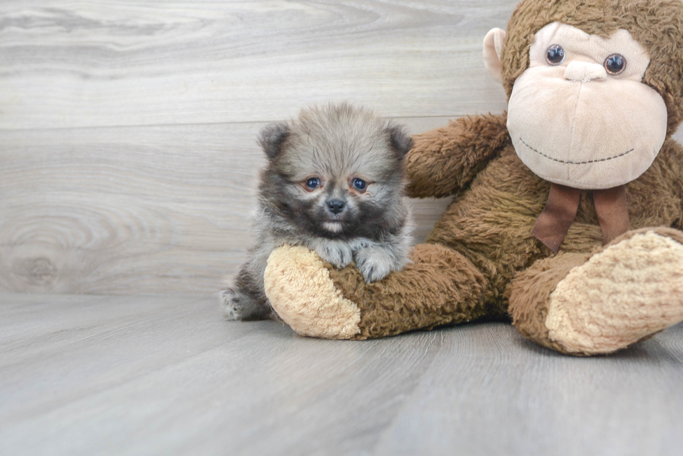 Cute Pomeranian Purebred Pup