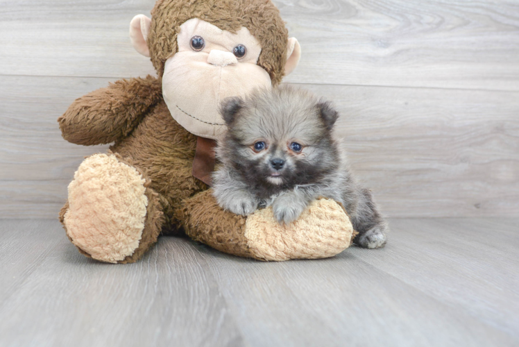 Cute Pomeranian Purebred Pup