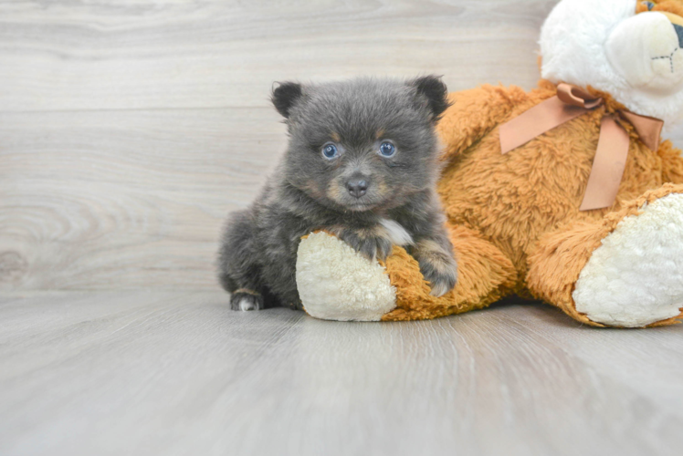 Petite Pomeranian Purebred Puppy