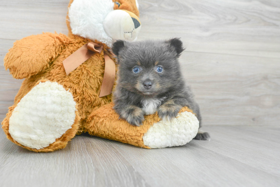 Funny Pomeranian Baby