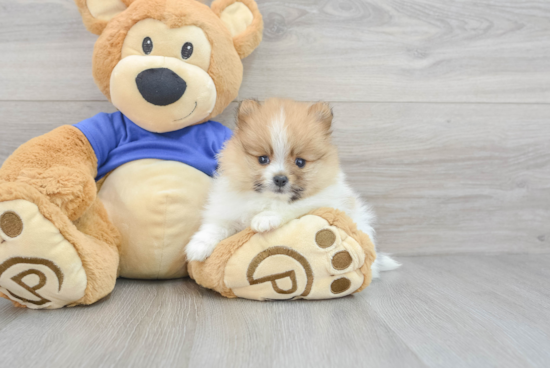 Pomeranian Pup Being Cute