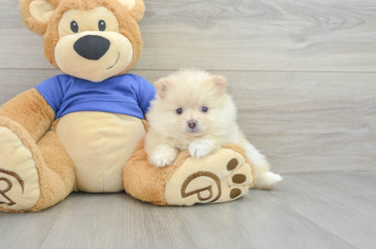 Pomeranian Puppy for Adoption