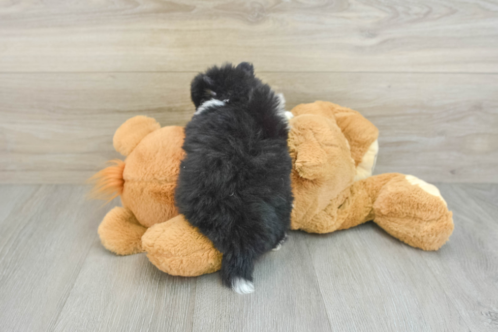 Happy Pom Purebred Puppy