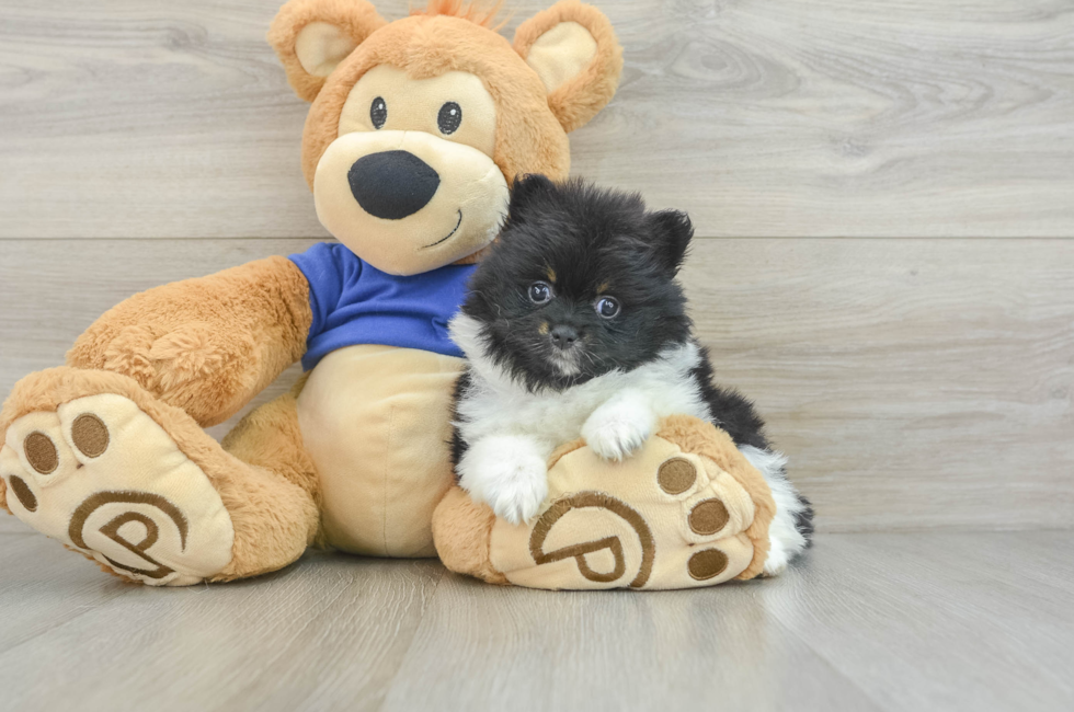 8 week old Pomeranian Puppy For Sale - Premier Pups