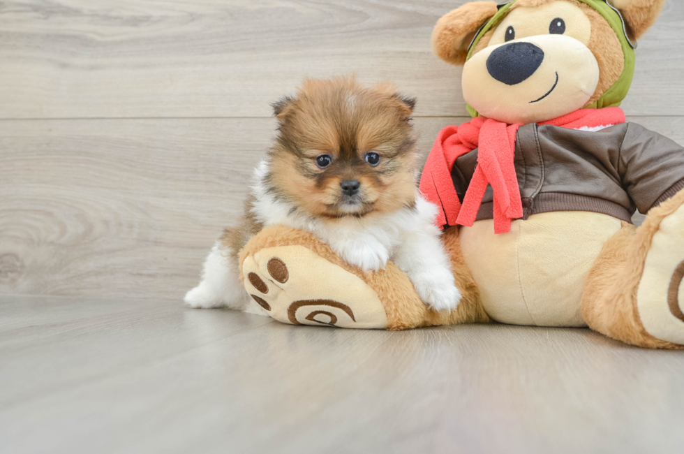 5 week old Pomeranian Puppy For Sale - Premier Pups