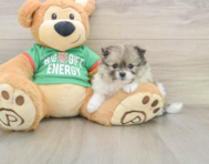 6 week old Pomeranian Puppy For Sale - Premier Pups