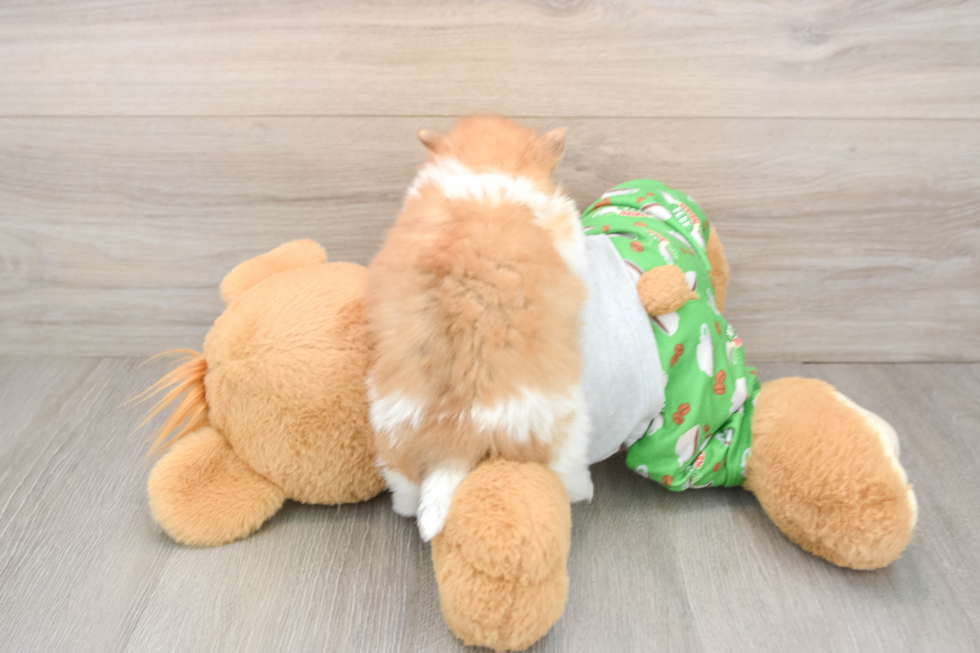 Pomeranian Pup Being Cute