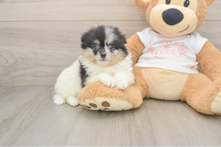 Pomeranian Puppy for Adoption
