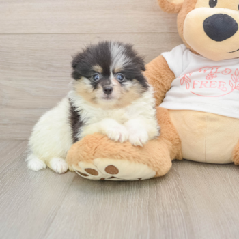 Pomeranian Puppy for Adoption