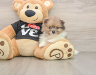 8 week old Pomeranian Puppy For Sale - Premier Pups