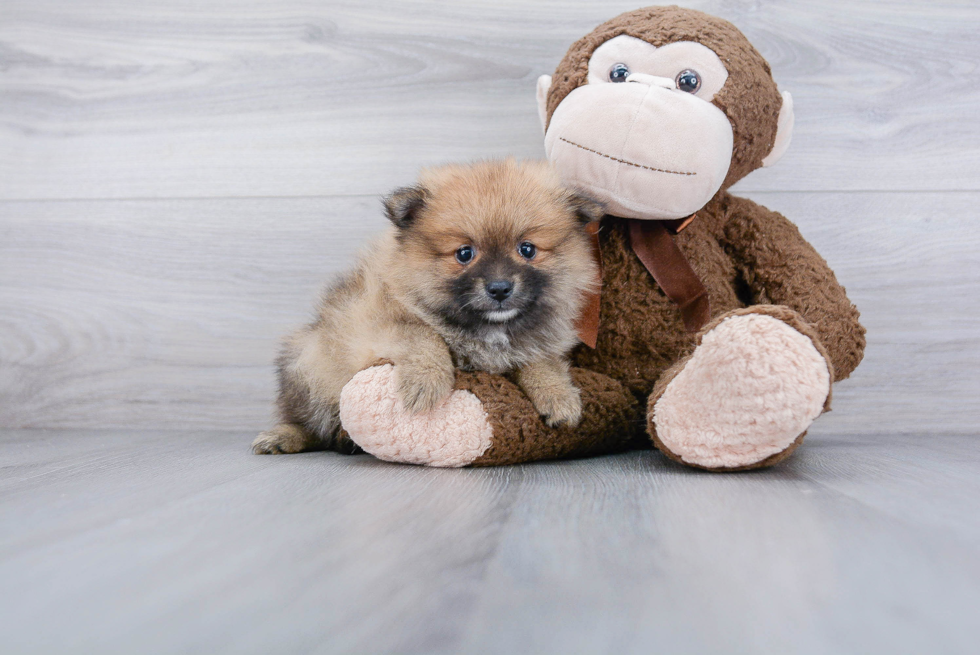 Friendly Pomeranian Purebred Pup