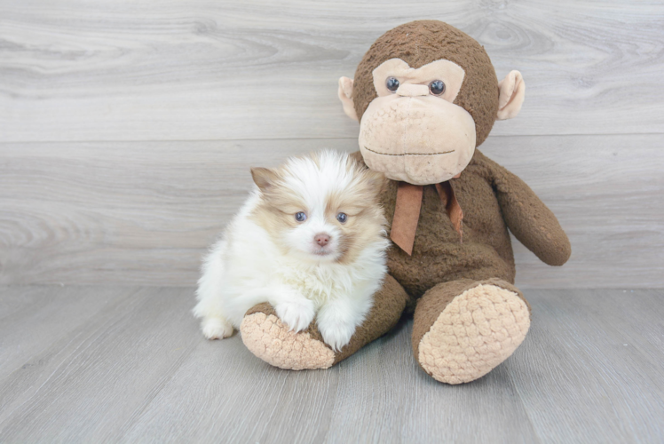 Sweet Pomeranian Purebred Puppy