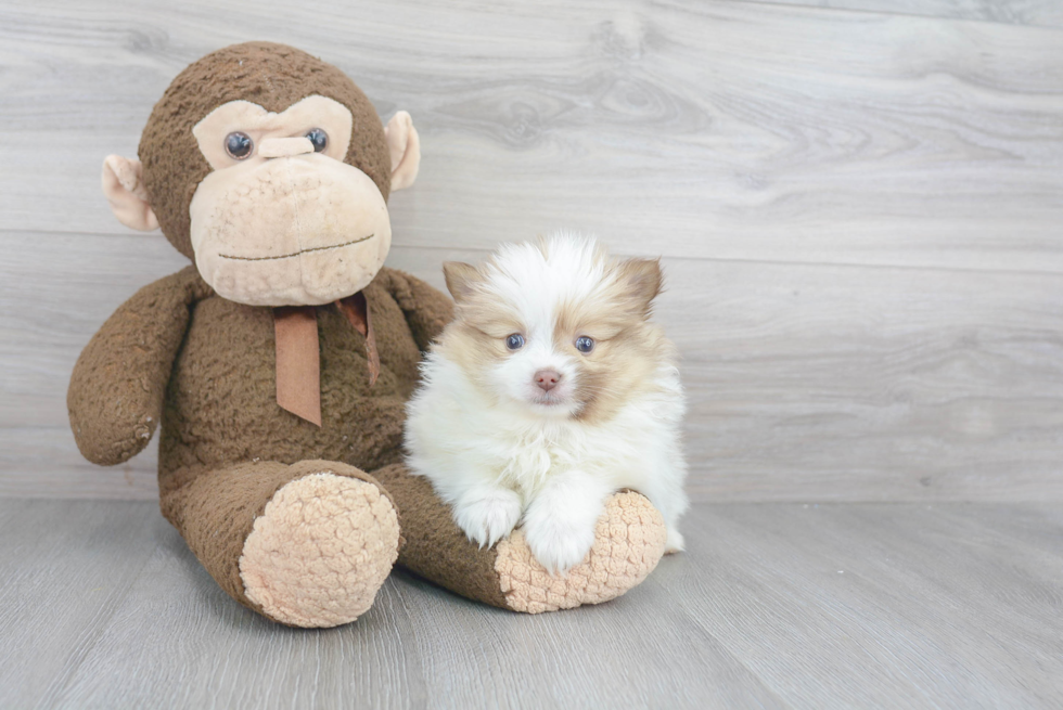 Pomeranian Pup Being Cute