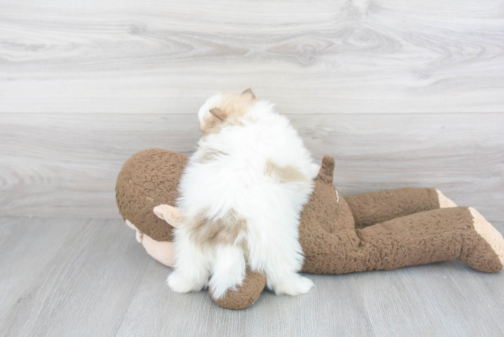 Pomeranian Puppy for Adoption