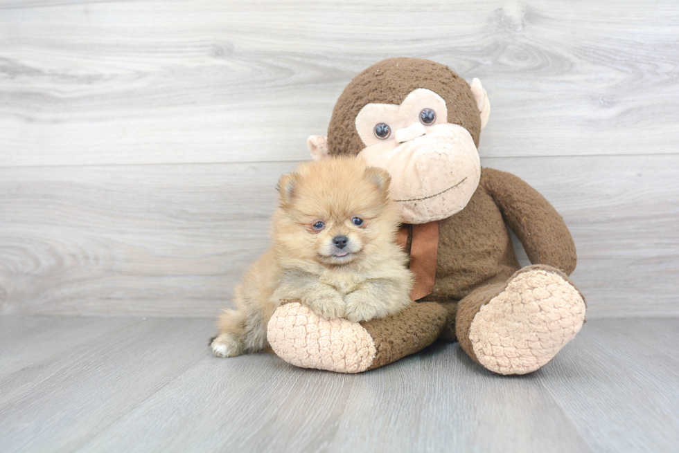 Playful Pomeranian Purebred Pup