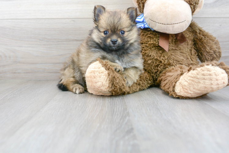 Cute Pomeranian Purebred Puppy