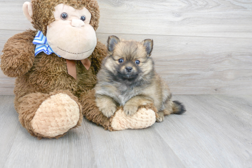 Friendly Pomeranian Purebred Pup