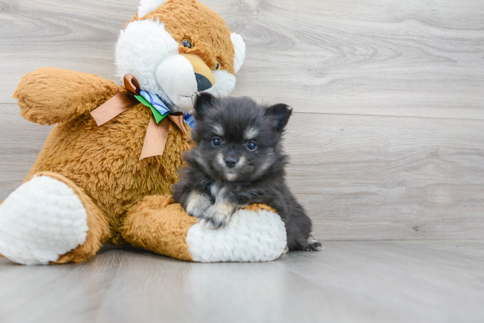 Petite Pomeranian Purebred Puppy